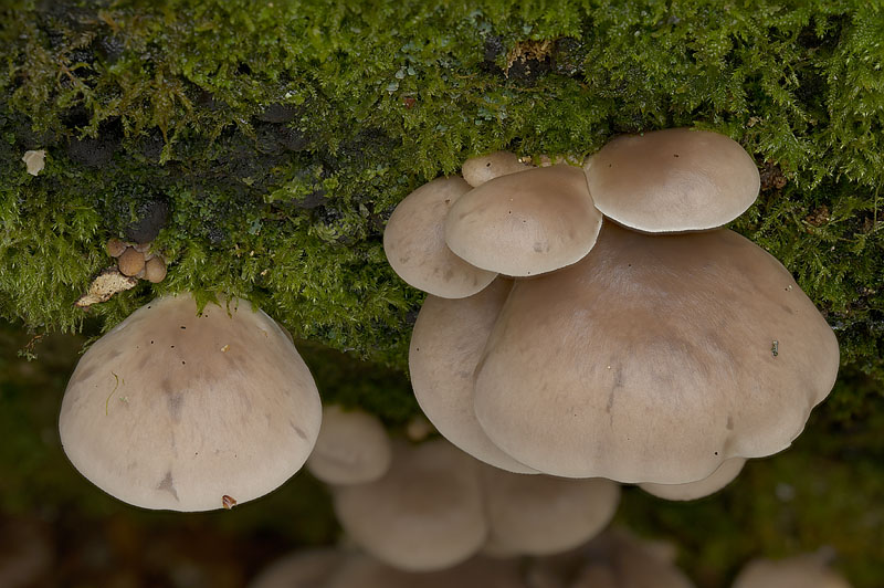 Pleurotus ostreatus